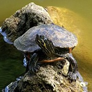 Eastern River Cooter