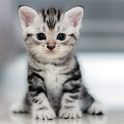 Be as Soft as a Kitten (Emotianly Not Physically)