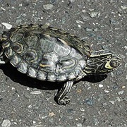 Barbour's Map Turtle