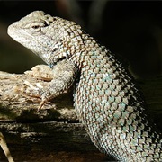 Clark's Spiny Lizard