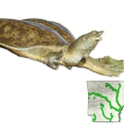 Midland Smooth Softshell