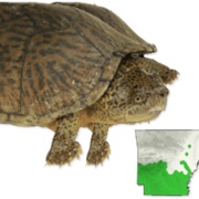 Razor-Backed Musk Turtle