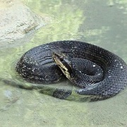Northern Cottonmouth