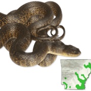 Mississippi Green Watersnake