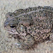 Woodhouse's Toad