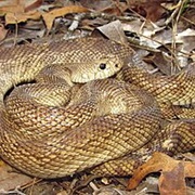 Florida Pine Snake