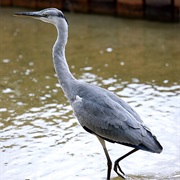 Gray Heron