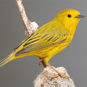 Northern Yellow Warbler