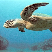 Atlantic Hawksbill
