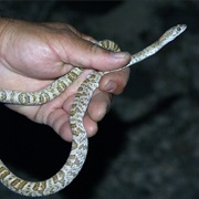 Sonoran Lyresnake
