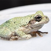 Cope's Gray Tree Frog
