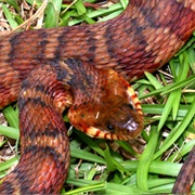 Southern Banded Water Snake