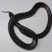 North Florida Swamp Snake