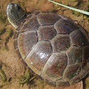 Yellow Mud Turtle