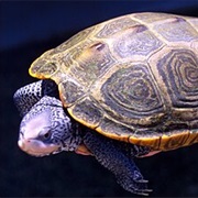 Mississippi Diamondback Terrapin