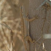 Long-Tailed Brush Lizard