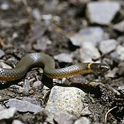 Mississippi Ringneck Snake