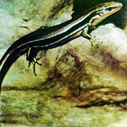 Coal Skink