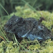Northern Bog Lemming