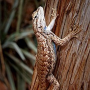 Plateau Fence Lizard