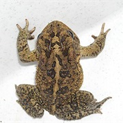 Southern Toad