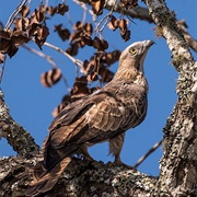 Oriental Honey-Buzzard