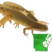 Central Newt
