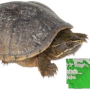 Eastern Musk Turtle