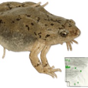Western Narrow-Mouthed Toad