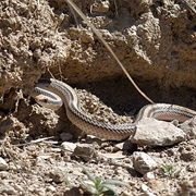 Western Patch-Nosed Snake