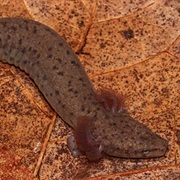 Apalachicola Waterdog