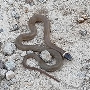 Chihuahuan Black-Headed Snake
