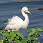 Medium Egret