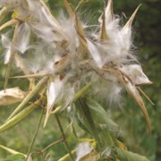 Remove Invasive Species