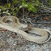 Eastern Coachwhip