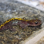 Long-Toed Salamander