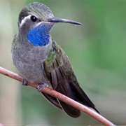 Blue Throated Mountain Gem
