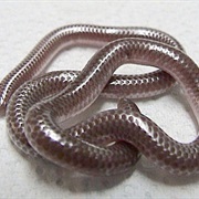 New Mexico Threadsnake