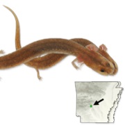 Ouachita Streambed Salamander