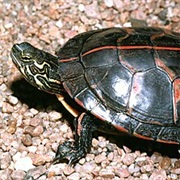 Southern Painted Turtle