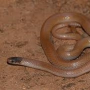 Smith's Black-Headed Snake