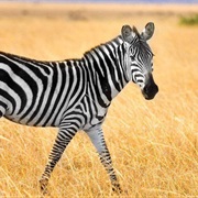 Zebra