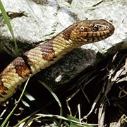 Midland Water Snake