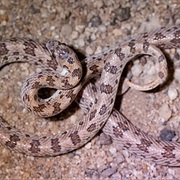 Spotted Leaf-Nosed Snake
