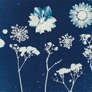 Cyanotype