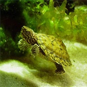 Stripe-Necked Musk Turtle