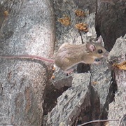 Brush Deermouse