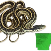 Eastern Gartersnake