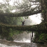 Double Decker Living Root Bridge, Meghalaya, India
