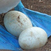 Booby Eggs